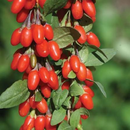 Goji Berry