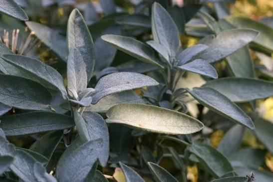 Sage